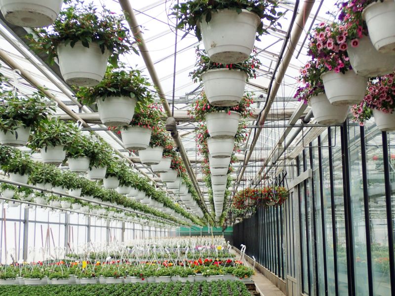 10 fuchsia ampel