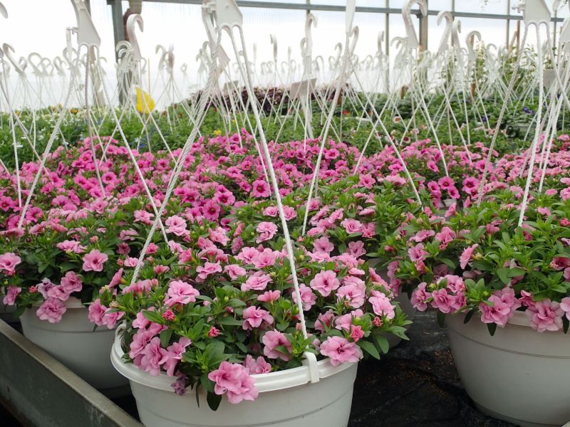 9 calibrachoa ampel