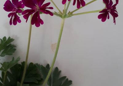 Bilder von Pelargonien