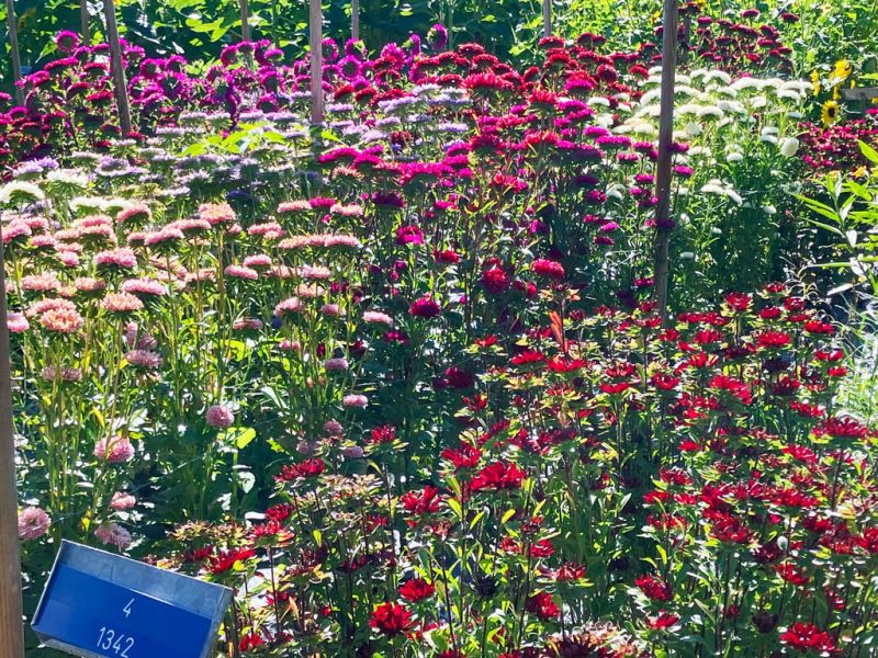 16 sommerflor schnitt