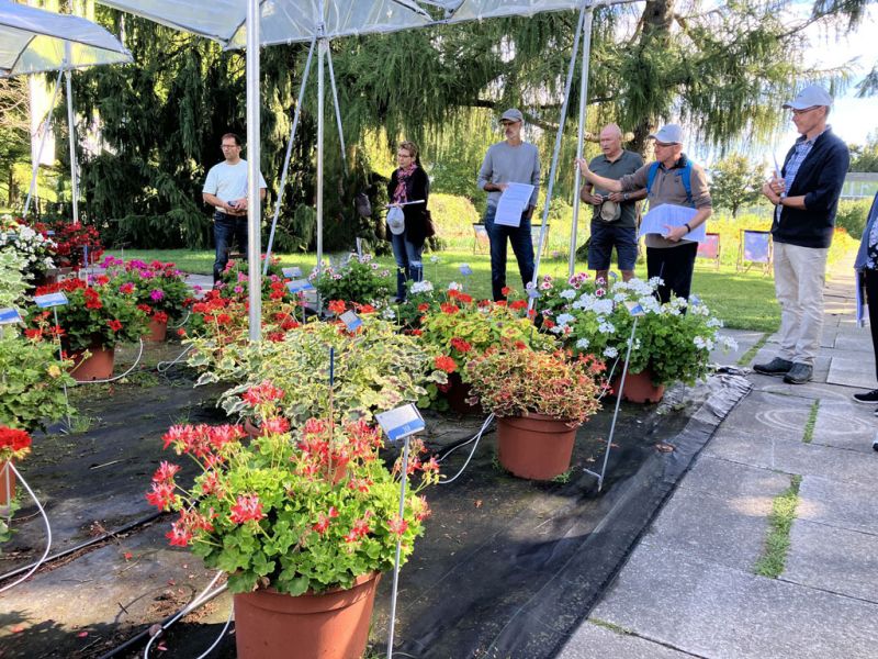 3 gruppe bei pelargonien