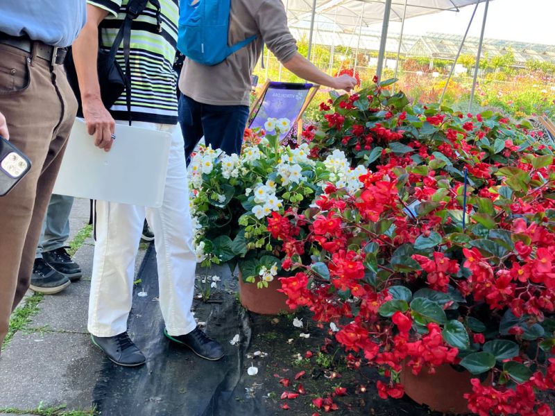 6 esther martin begonien