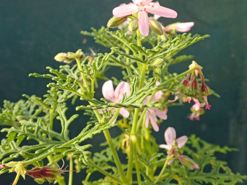 Pelargonium radens