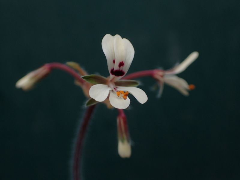 Pelargonium vinaceum
